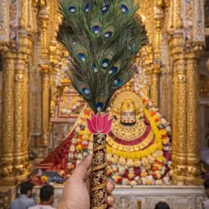 51 pankh peacock feather morchadi for Krishna temple